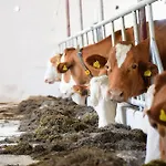 Bauernhof Erleben - Stilvolle 120m2 Im Mostviertel Sankt Martin am Ybbsfelde