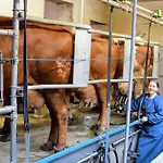 Bauernhof Erleben - Stilvolle 120m2 Im Mostviertel Sankt Martin am Ybbsfelde
