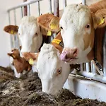 Bauernhof Erleben - Stilvolle 120m2 Im Mostviertel