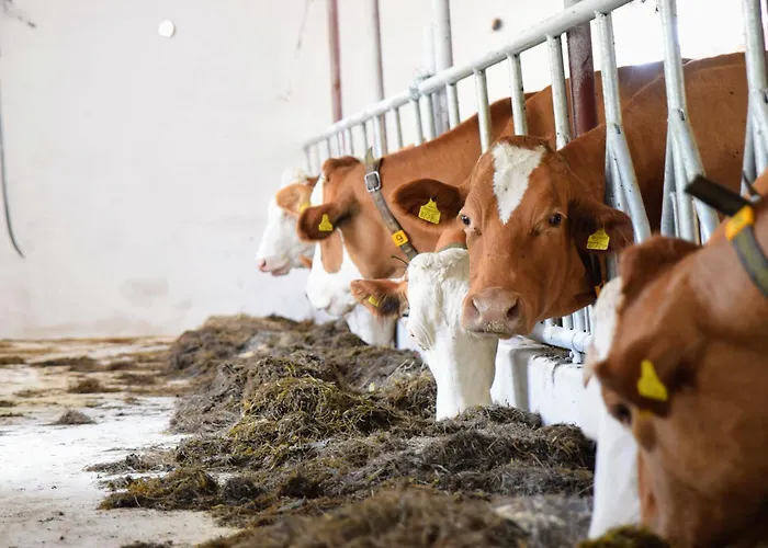 Bauernhof Erleben - Stilvolle 120m2 Im Mostviertel Sankt Martin am Ybbsfelde