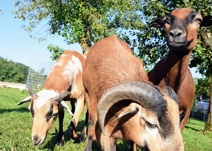 Bauernhof Erleben - Stilvolle 120m2 Im Mostviertel Apartment Sankt Martin am Ybbsfelde