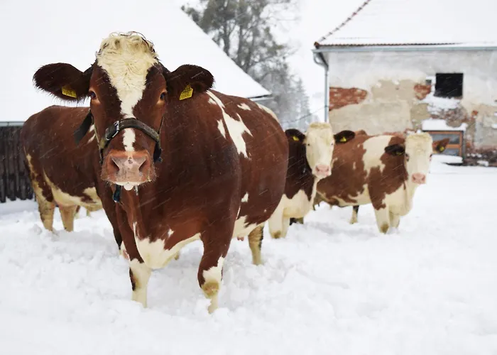 Apartment Bauernhof Erleben - Stilvolle 120m2 Im Mostviertel *