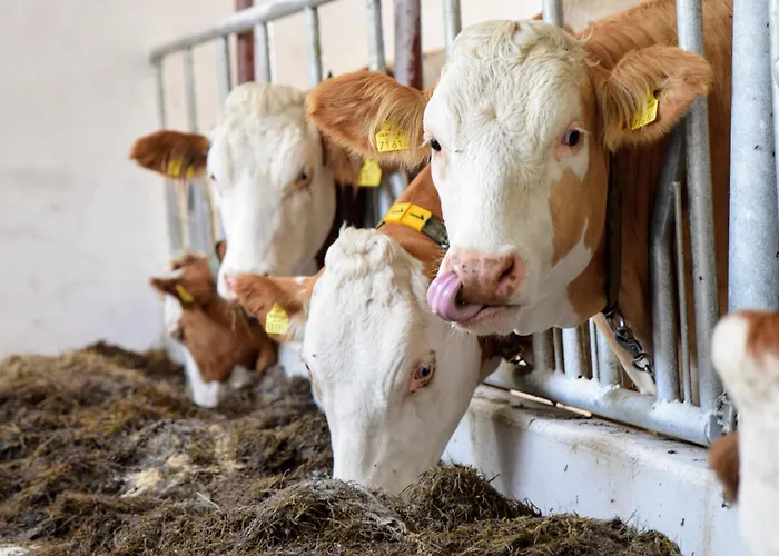 Bauernhof Erleben - Stilvolle 120m2 Im Mostviertel