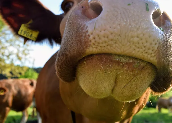 Bauernhof Erleben - Stilvolle 120m2 Im Mostviertel Apartment *