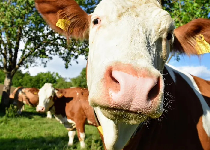 Bauernhof Erleben - Stilvolle 120m2 Im Mostviertel *