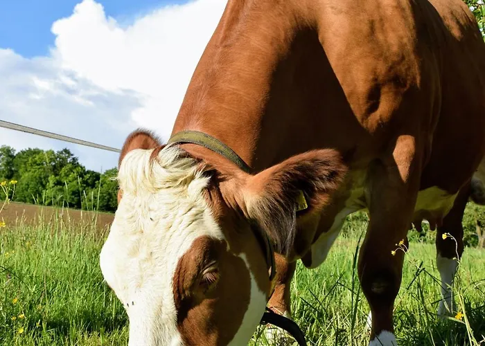 Bauernhof Erleben - Stilvolle 120m2 Im Mostviertel Apartment