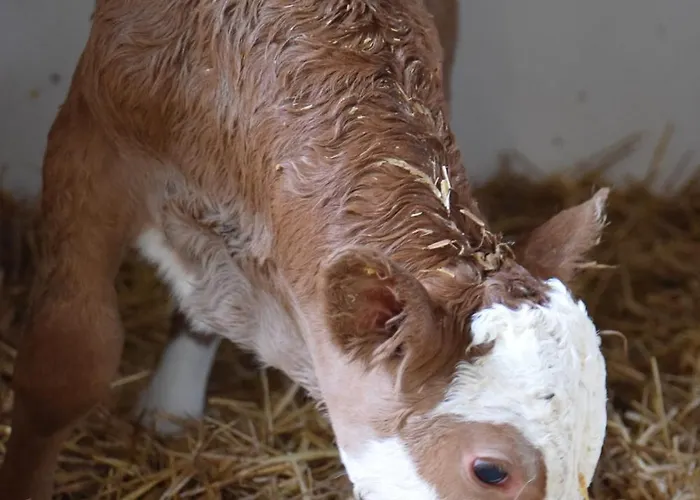 Bauernhof Erleben - Stilvolle 120m2 Im Mostviertel Apartment